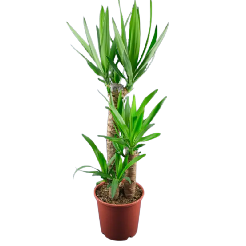 Dracaena Ficus Greens