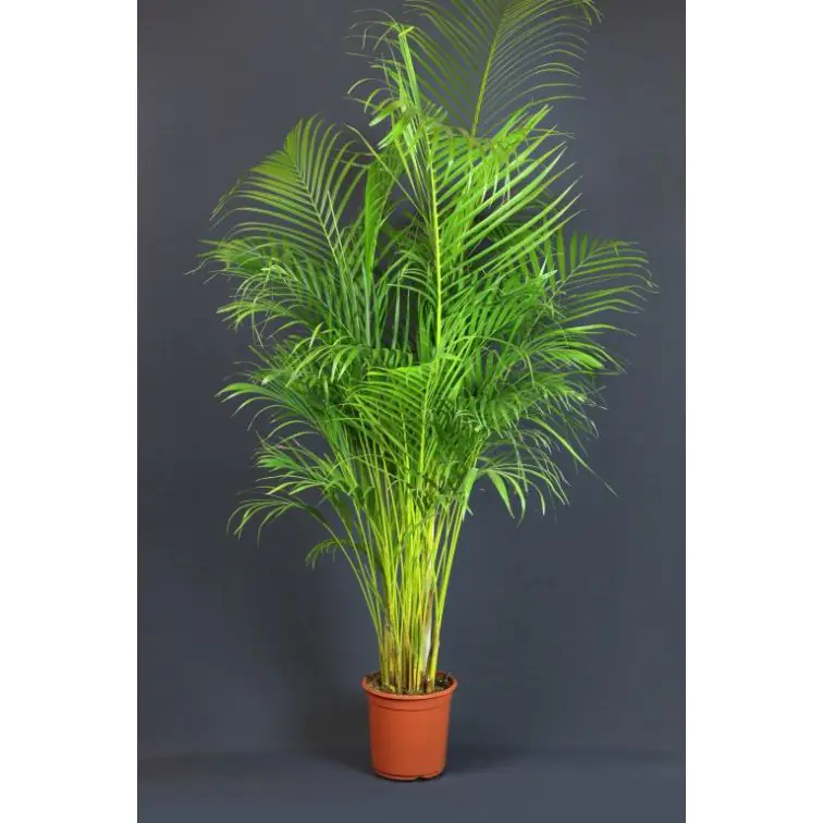 Areka 180cm (Areca)