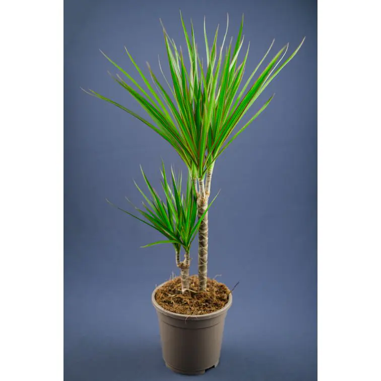 DRACAENA 2pp MARGINATA