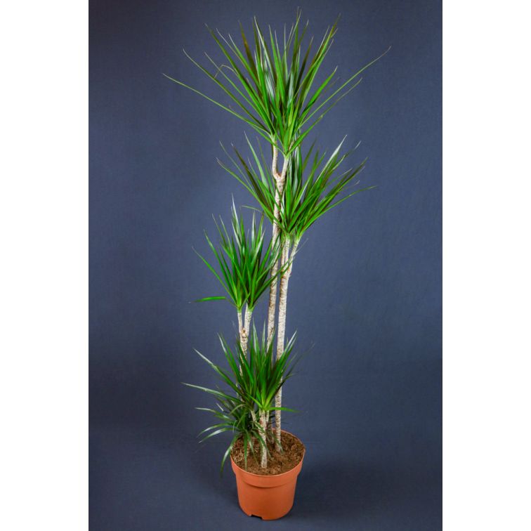 Dracēna 180cm (Dracaena Marginata) main product photo