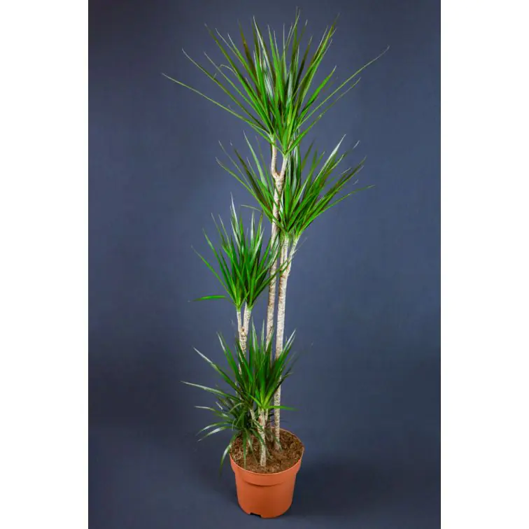 Dracēna 180cm (Dracaena Marginata)