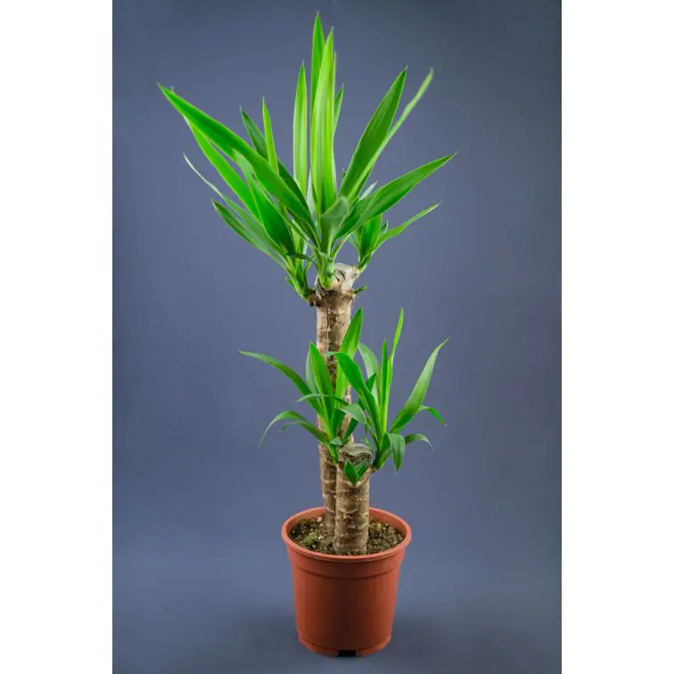 Juka ar 2 kātiem (Yucca)