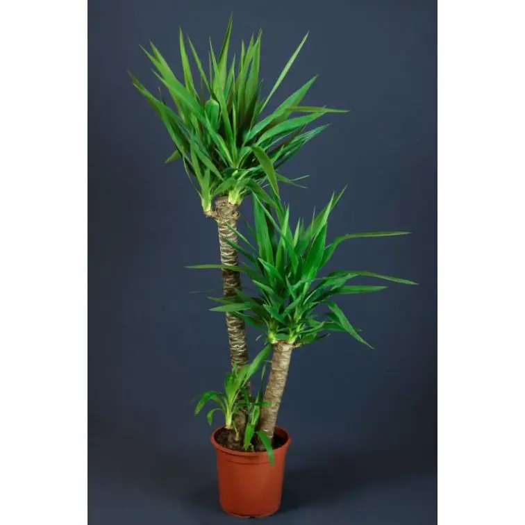 Yucca