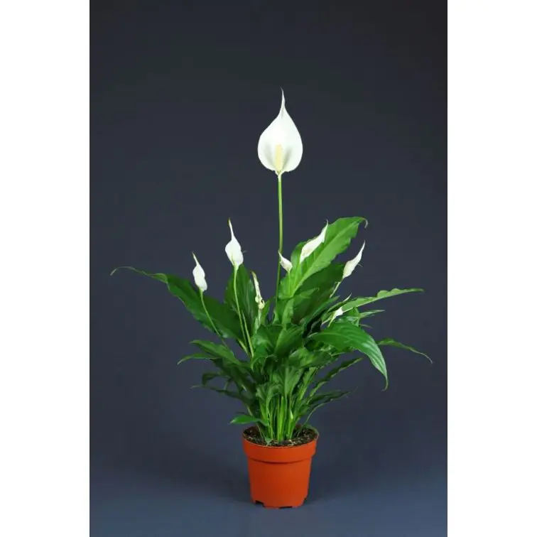 Spatifīla p6 (Spathiphyllum)