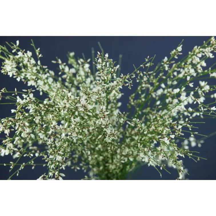 Genista White