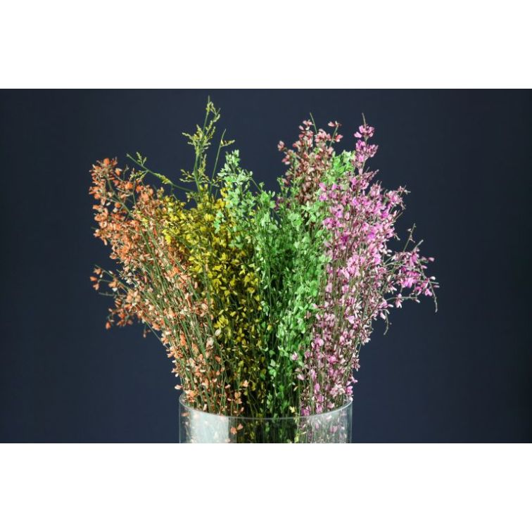 Genista Painted main product photo