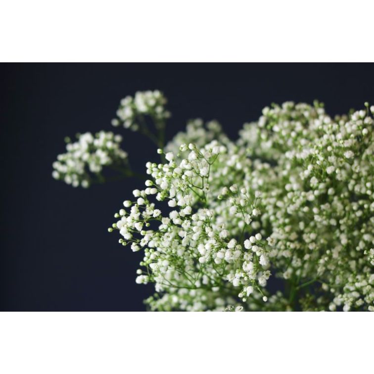 Gypsophilia Millionstar main product photo