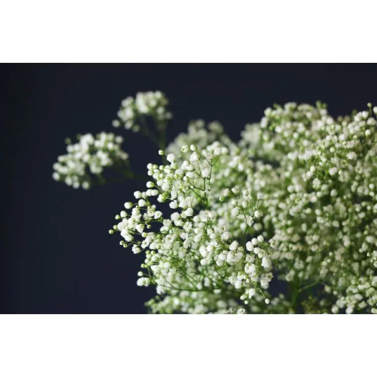 Gypsophilia Millionstar