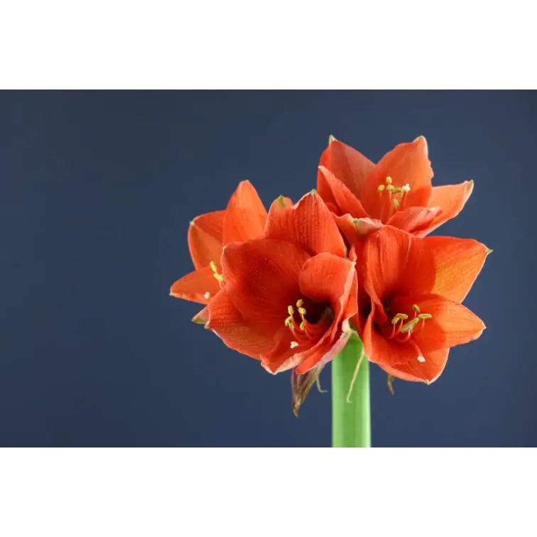 Hippeastrum Naranja
