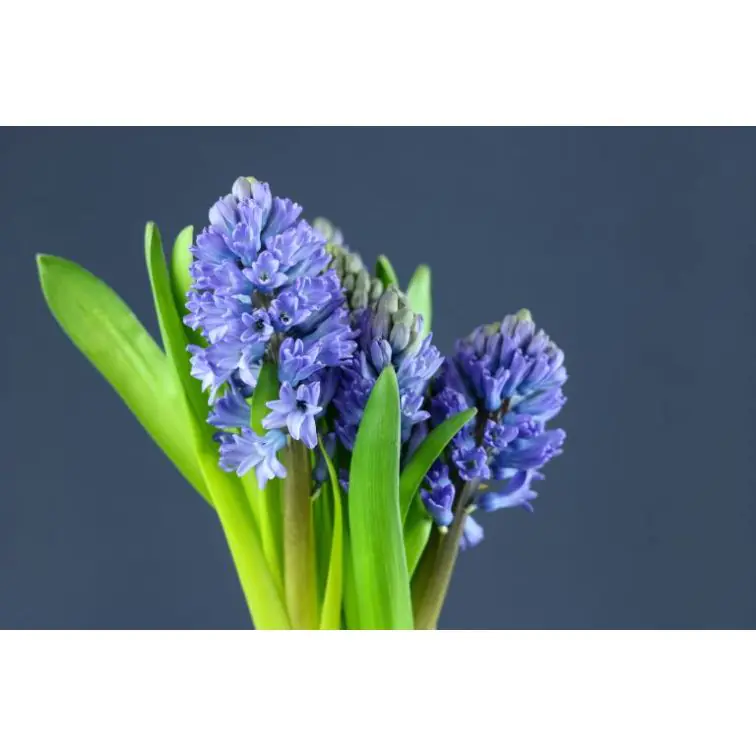 Hyacinthus Blue
