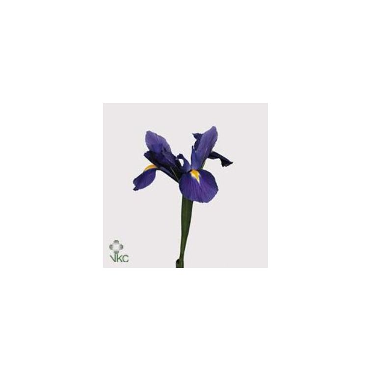 Iris Blue Magic main product photo