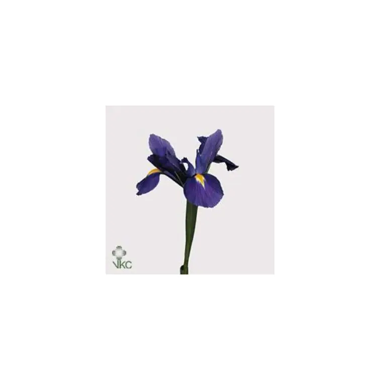 Iris Blue Magic