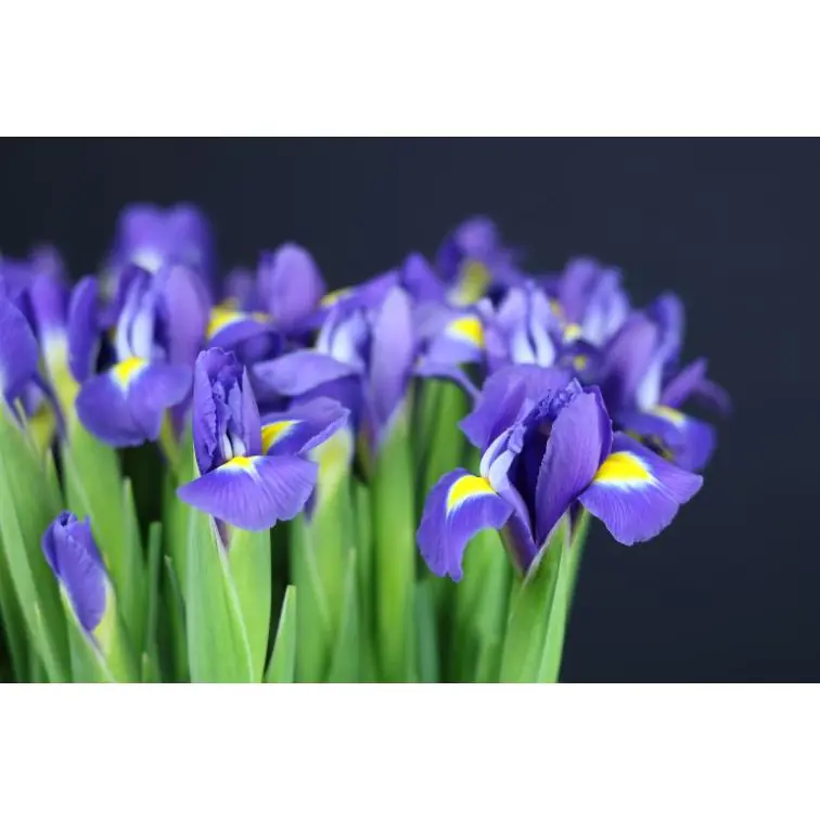 Iris Blue Magic