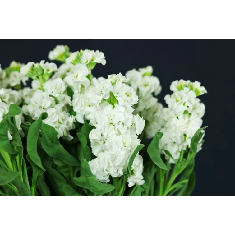 Matthiola White