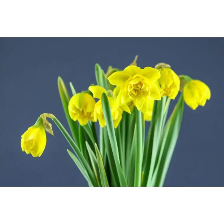 Narcisus Dick Wilden (Double)