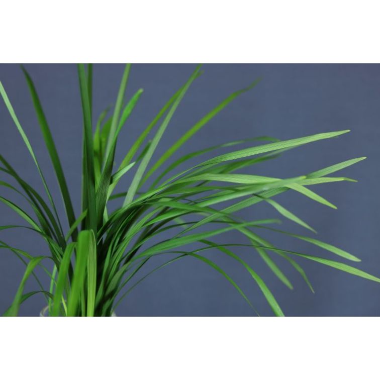 Papyrus main product photo