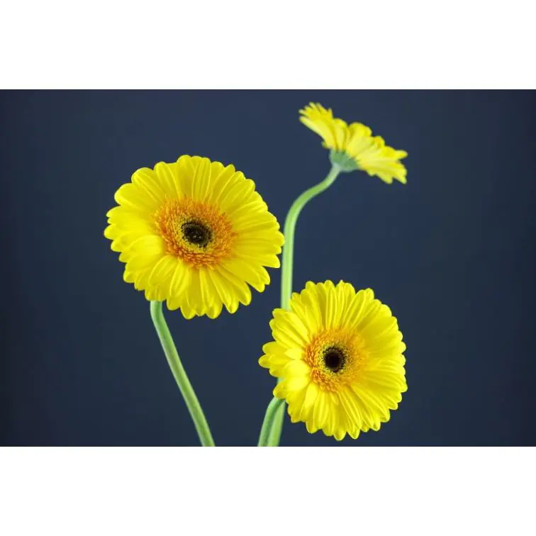 Gerbera Cabana