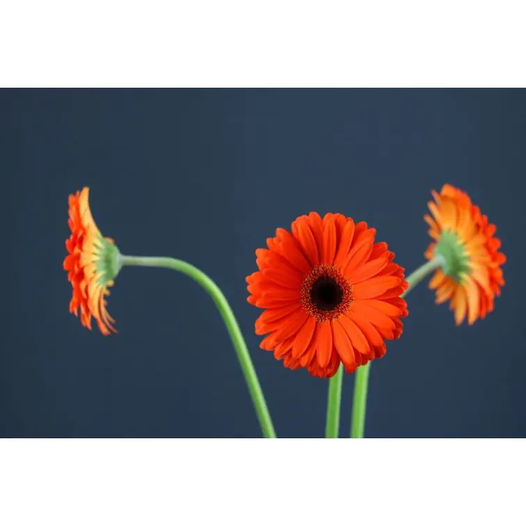 Gerbera Monarch