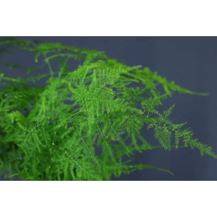 Asparagus Plumosus