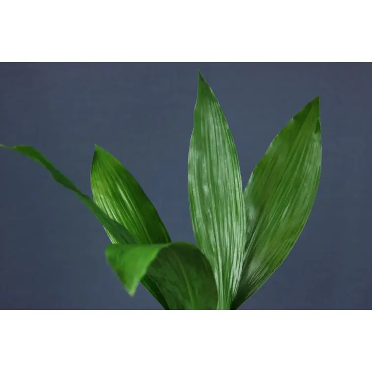 Aspidistra