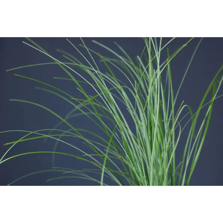 Xerophyllum Tenax (Beargrass)