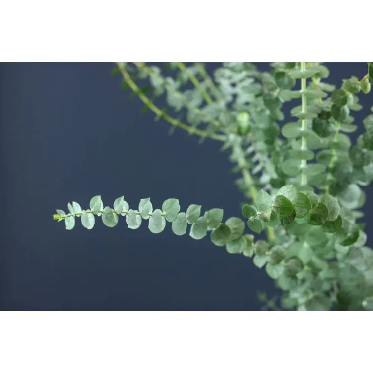 Eucalyptus Baby Blue