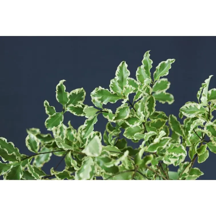 Pittosporum