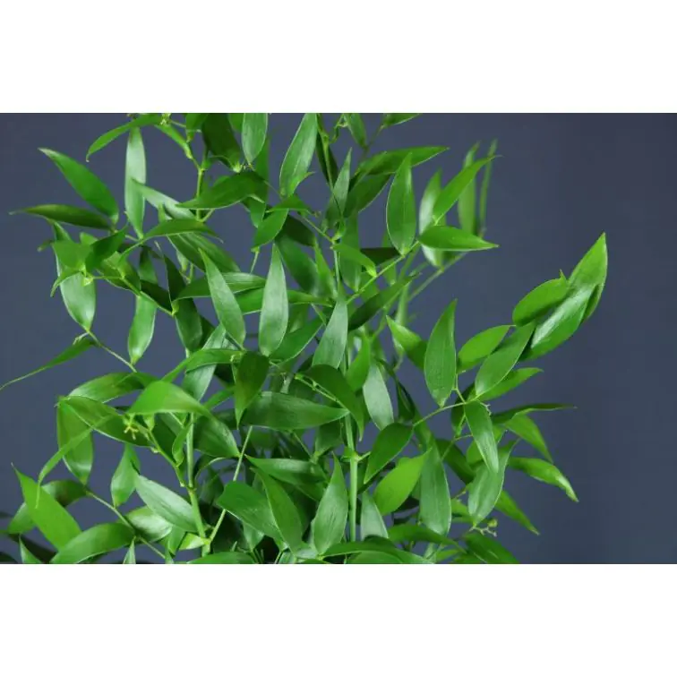 Ruscus