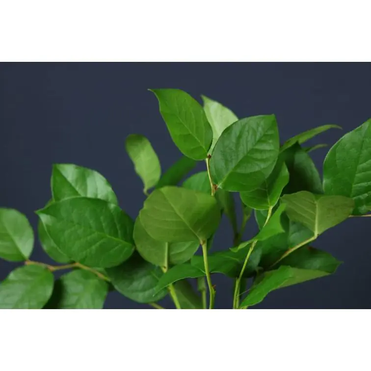 Gaultheria Shallon (Salal tips)