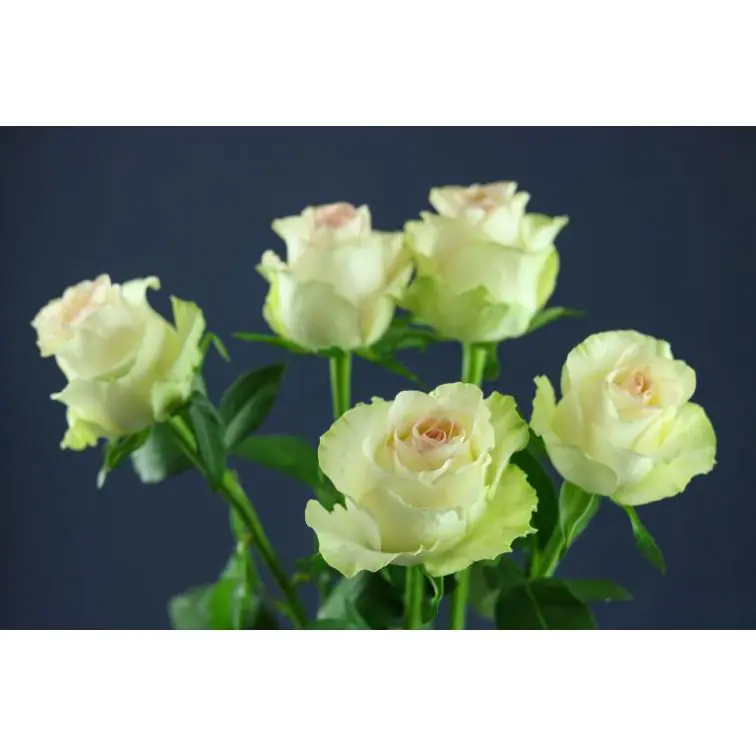 Roses Kiwi