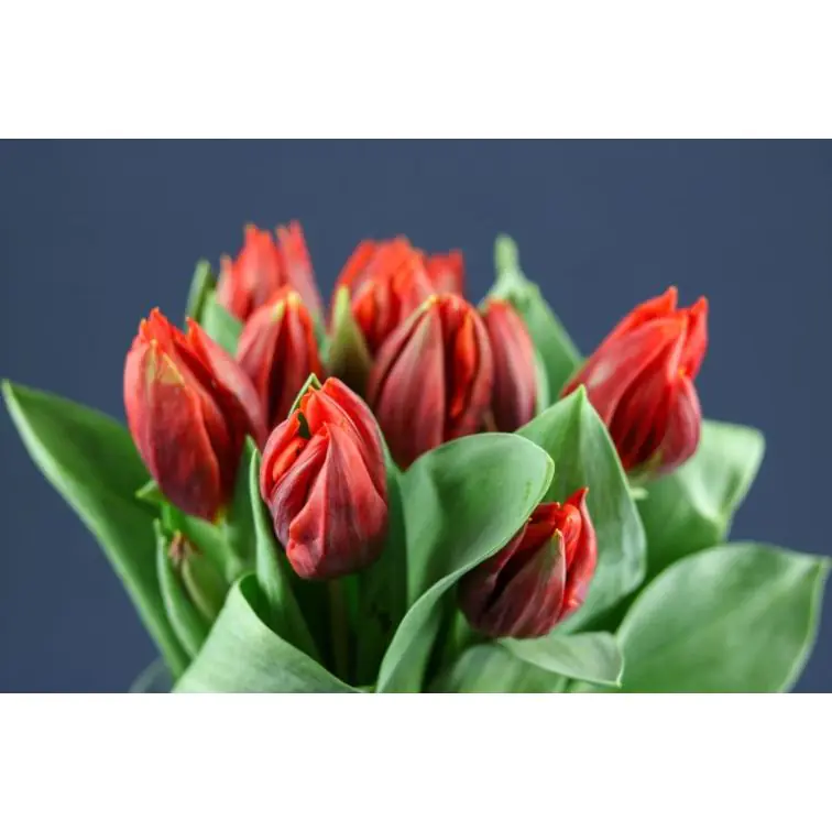 Tulip Hermitage
