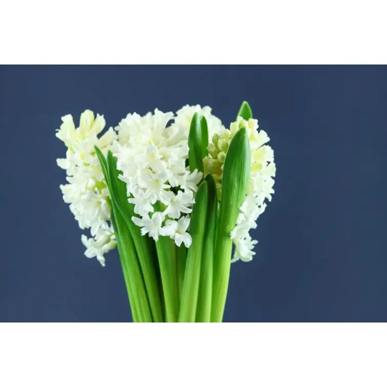 Hyacinthus White
