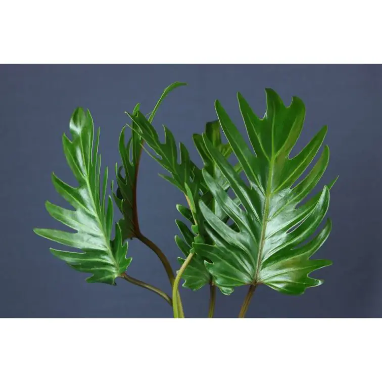 Philadendron Xanadu