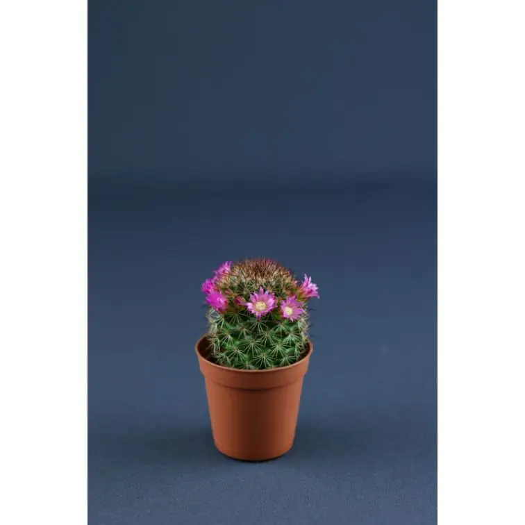 Kaktuss Mamilārija p6 (Cactus Mammillaria)