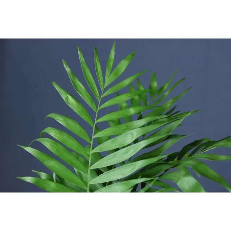 Chamaedorea Elegans (Chico)