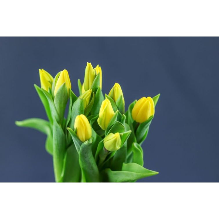 Tulip  Strong Gold