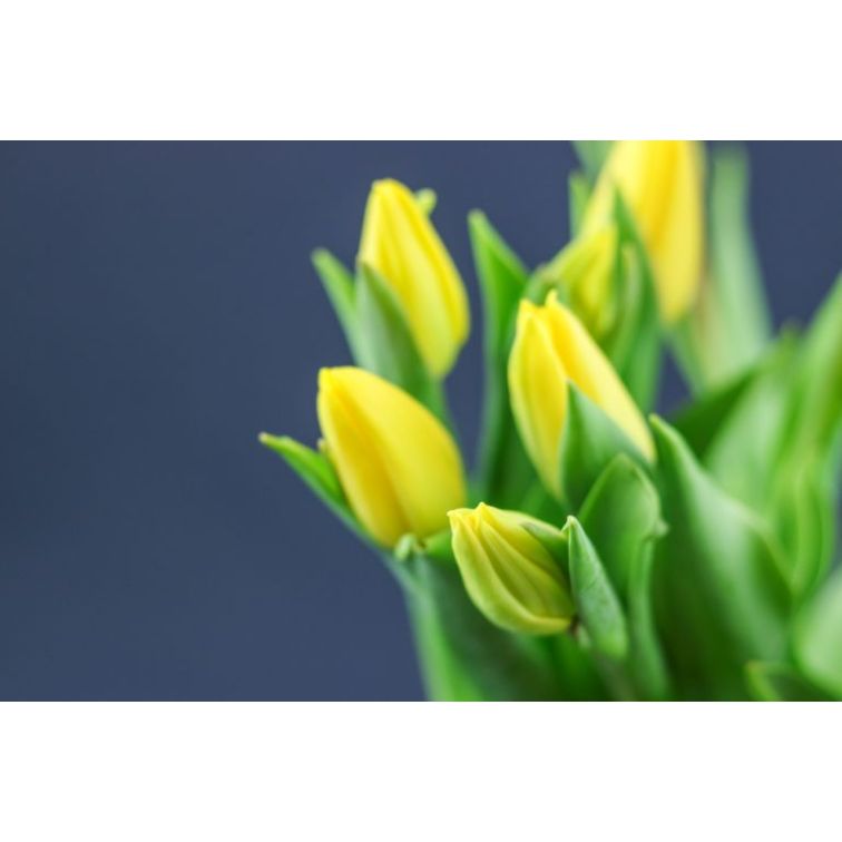 Tulip  Strong Gold