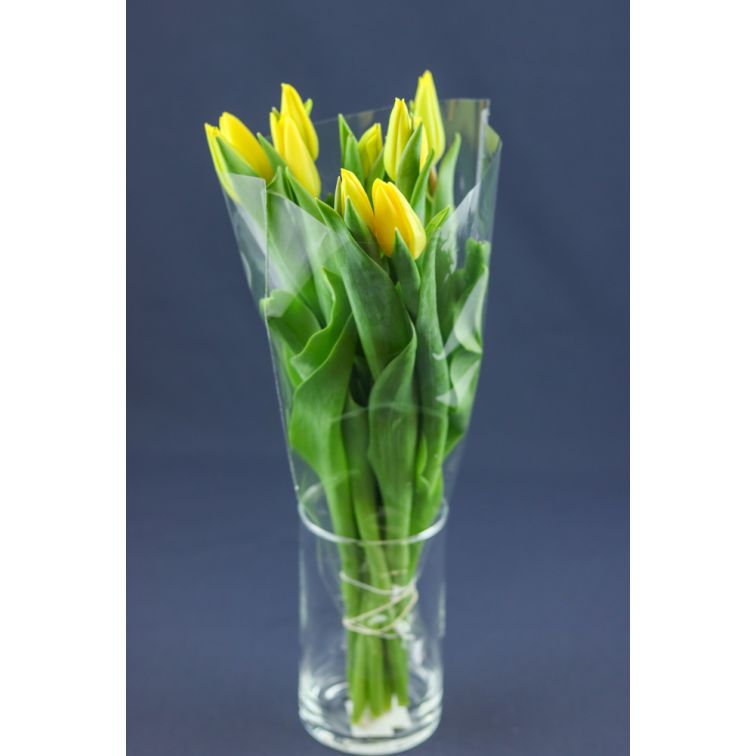 Tulip  Strong Gold