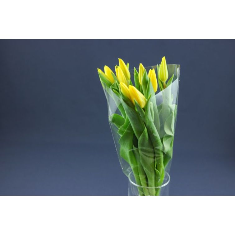 Tulip  Strong Gold