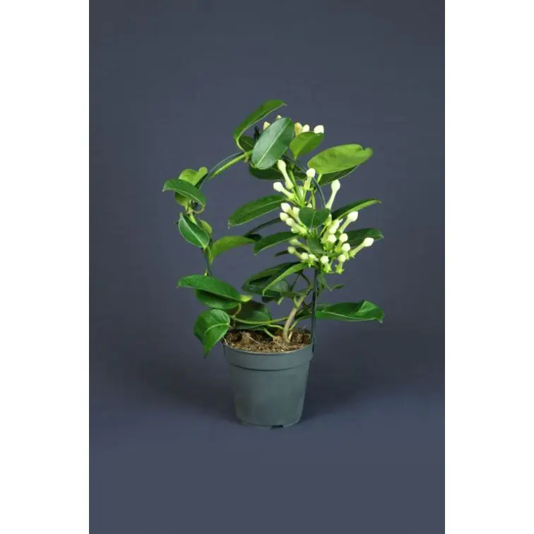 STEPHANOTIS