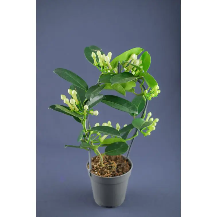 STEPHANOTIS