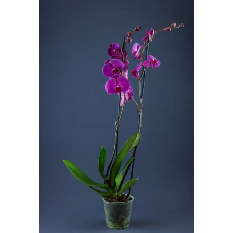 PHALAENOPSIS 2 KĀTI