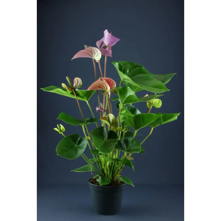 ANTHURIUM p17 Sarkanas