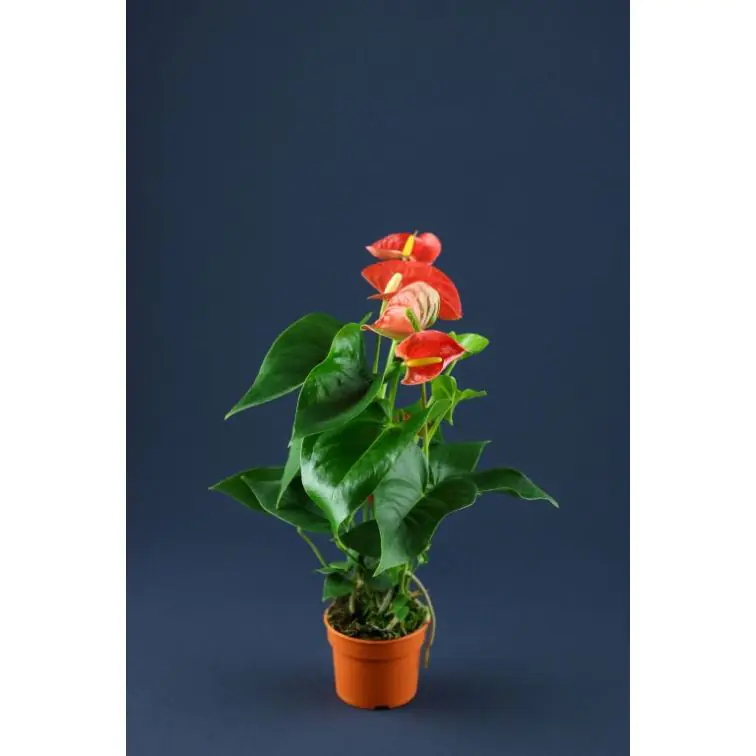 ANTHURIUM p17 Sarkanas