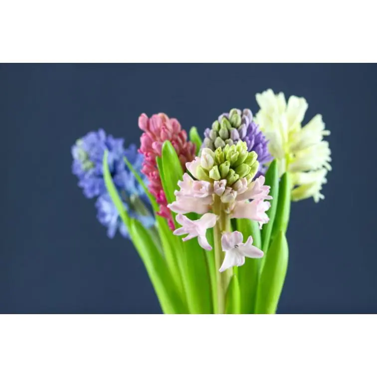 Hyacinthus Mix