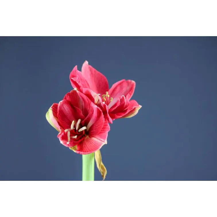 Hippeastrum Hercules