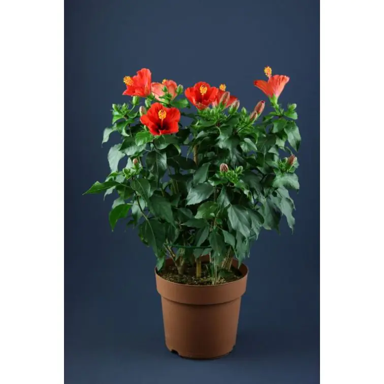 Hibiscus
