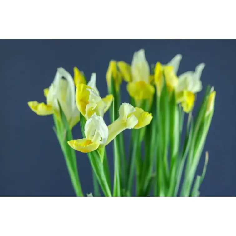 Iris Apollo