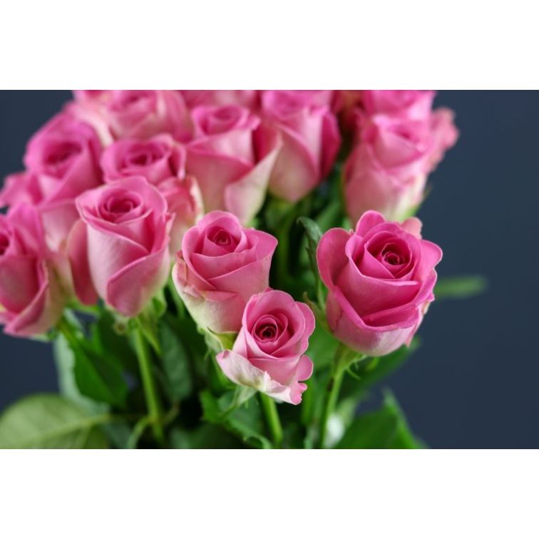 Roses Aqua main product photo