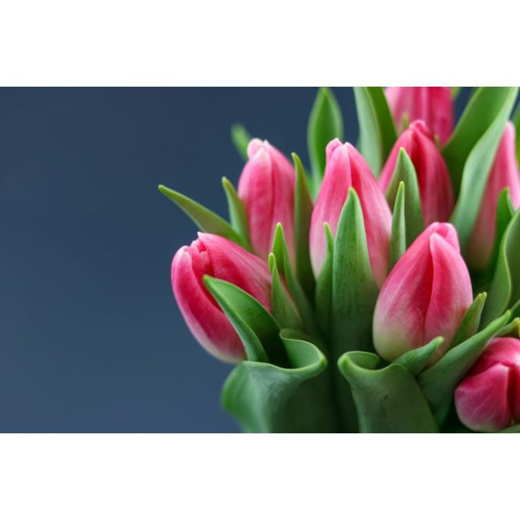 Tulip Bolroyal Pink